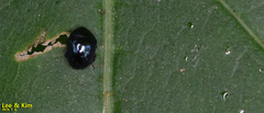 Oomorphoides