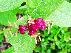 Lonicera chamissoi