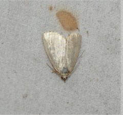 Protodeltote albidula