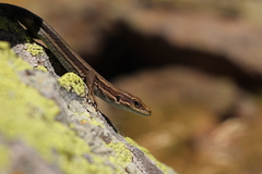 Aurelio's Rock Lizard photo 5