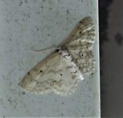 Idaea obfusaria