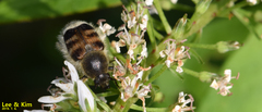 Lasiotrichius succinctus
