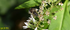 Lasiotrichius succinctus