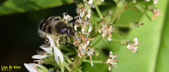 Lasiotrichius succinctus
