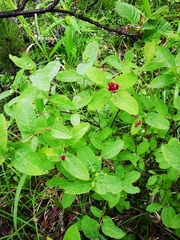 Lonicera chamissoi