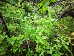 Lonicera chamissoi