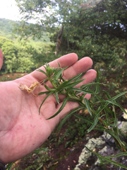 Oenothera argillicola