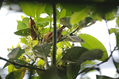 Crescent-chested Babbler (Cyanoderma melanothorax), photo 4