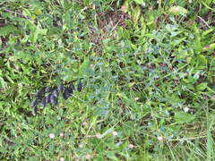 Baptisia australis aberrans