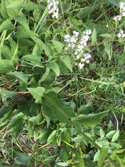 Parthenium auriculatum