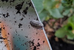 Armadillidium depressum