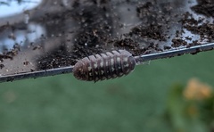 Armadillidium depressum