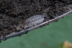 Armadillidium depressum