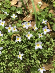 Houstonia caerulea