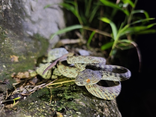 Hon Son Pit Viper