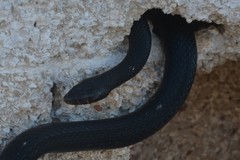 Hierophis viridiflavus carbonarius