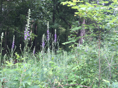 Delphinium exaltatum