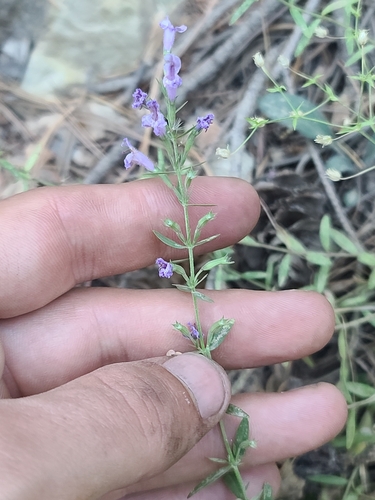 Image of Hedeoma hyssopifolia by no rights reserved