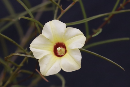 Xenostegia tridentata