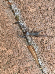 Ammotrechidae