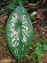 Caladium