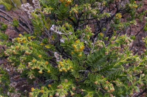 Image of Dubautia menziesii by no rights reserved