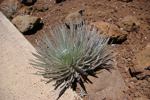Image of Argyroxiphium sandwicense by no rights reserved