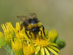 Bombus pratorum