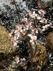 Darmera peltata