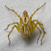 Striped Lynx Spider - Photo (c) Christian Schwarz, some rights reserved (CC BY-NC), uploaded by Christian Schwarz