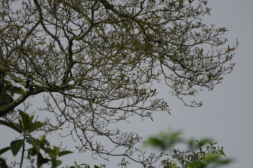 Javan Heleia (Heleia javanica), photo 6
