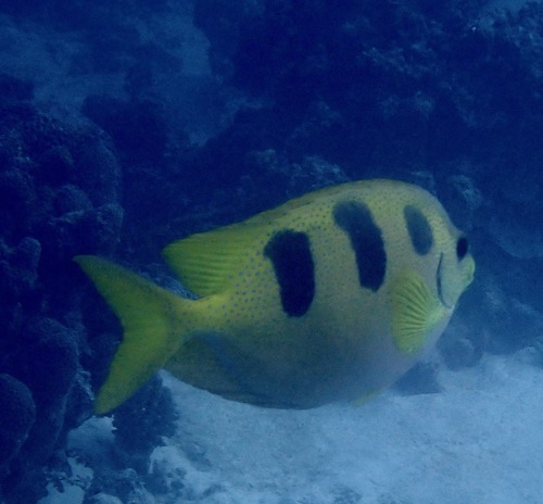 Siganus trispilos