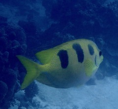 Siganus trispilos