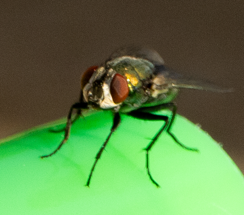 Greenbottle Flies from Sneads Ferry, NC 28460, USA on July 7, 2024 at ...