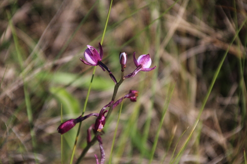 Image of Eulophia hians by no rights reserved