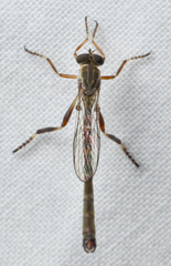 Leptogastrinae