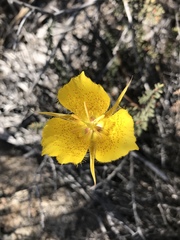 Calochortus weedii weedii
