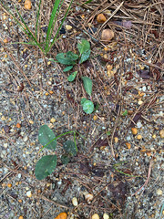 Euphorbia ipecacuanhae