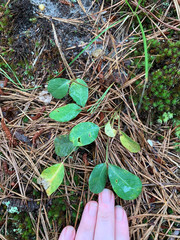 Euphorbia ipecacuanhae