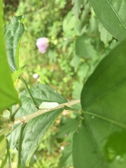Flatormenis proxima