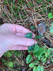 Euphorbia ipecacuanhae