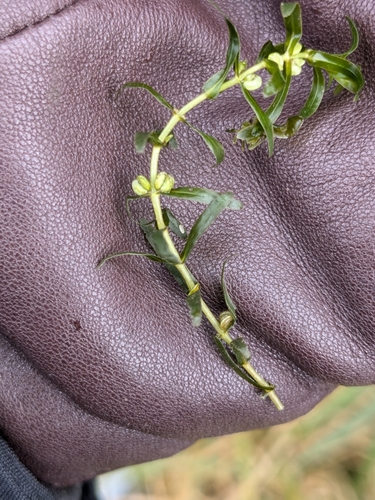 Image of Callitriche hermaphroditica by (c) Rhonda Ridley, some rights reserved (CC BY-SA)