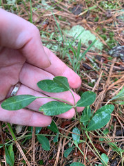 Euphorbia ipecacuanhae