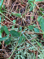 Euphorbia ipecacuanhae