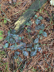 Euphorbia ipecacuanhae