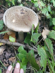 Amanita