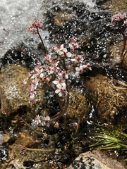 Darmera peltata