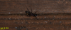 Camponotus atrox