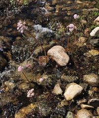 Darmera peltata