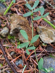 Acmispon parviflorus